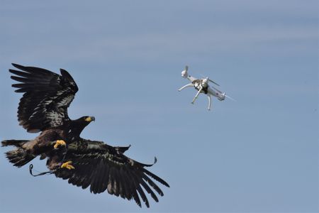 The eagle is about to win this round.