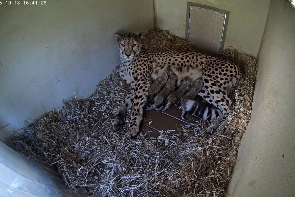 Cheetah adult with four babies