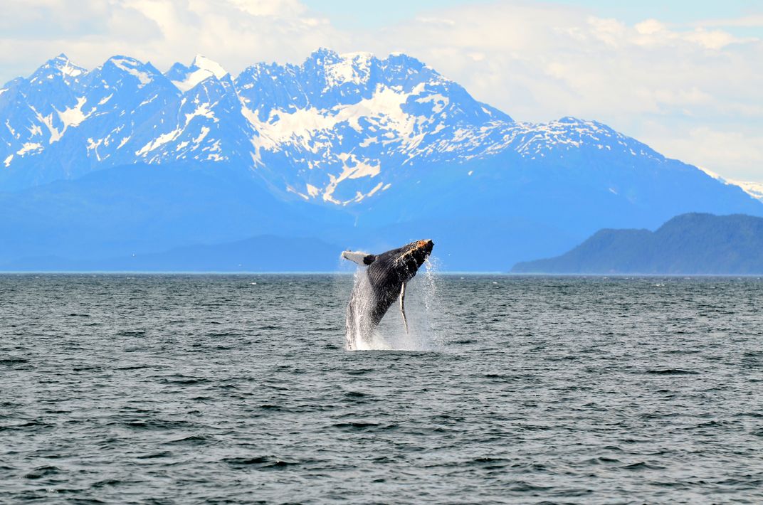 Leaping Whale in Juneau | Smithsonian Photo Contest | Smithsonian Magazine