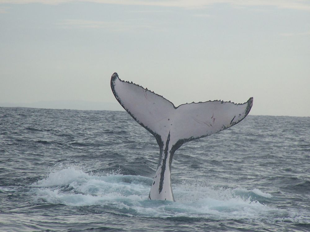 Humpback Whale