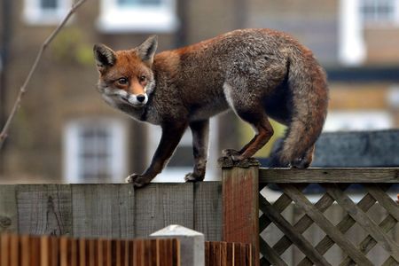 A fox in Germany (not pictured here) spirited away more than 100 shoes.