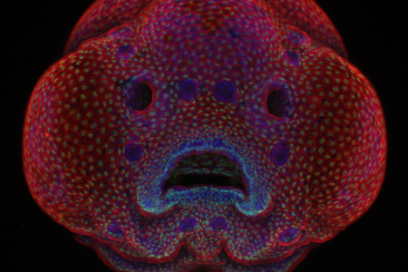 A four-day-old zebrafish embryo captured by Dr. Oscar
Ruiz at The University of Texas MD Anderson Cancer Center. 10x magnification, confocal 
