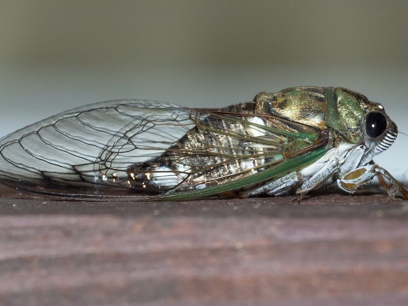 Cicada at rest | Smithsonian Photo Contest | Smithsonian Magazine