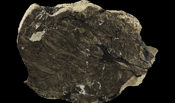 A circular rock is cut in half against a black background, revealing the plant material fossilized inside.