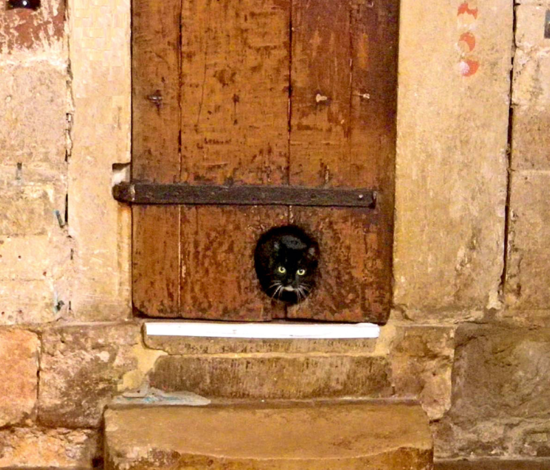 Cat in Exeter Door