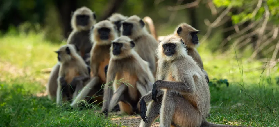  Monkeys in Ranthambhore National Park 