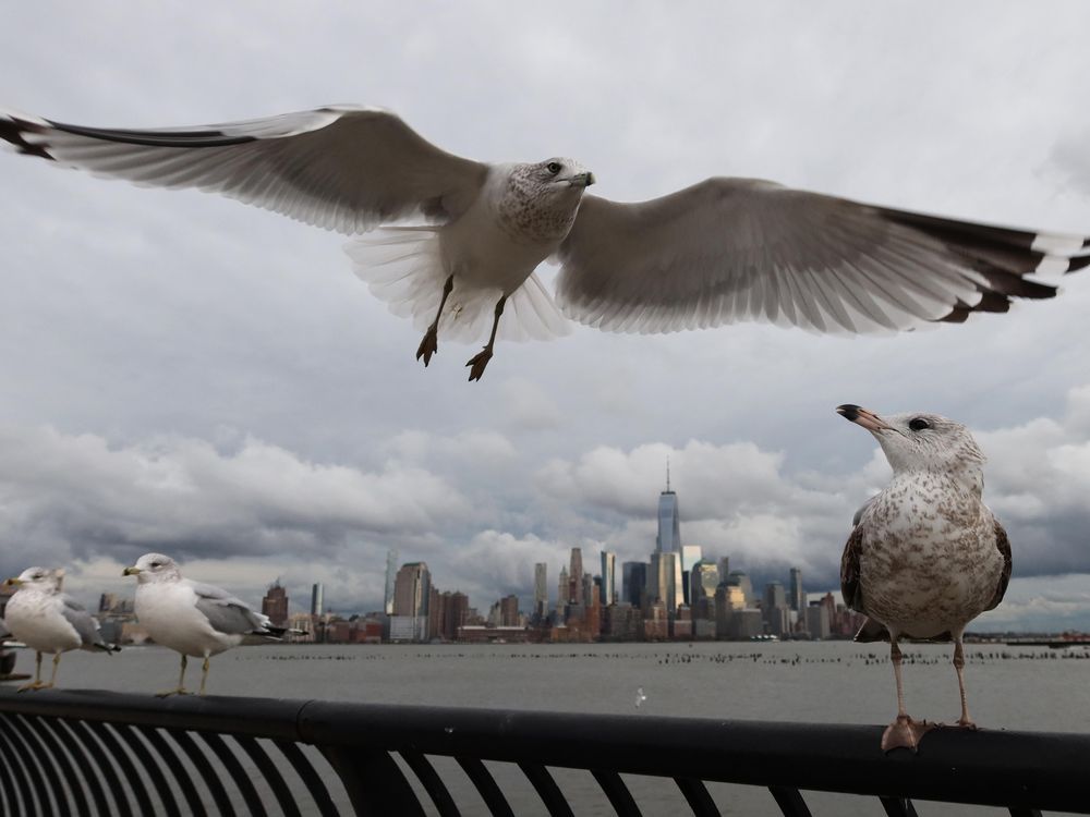 Gull flies in front of NYC skyline