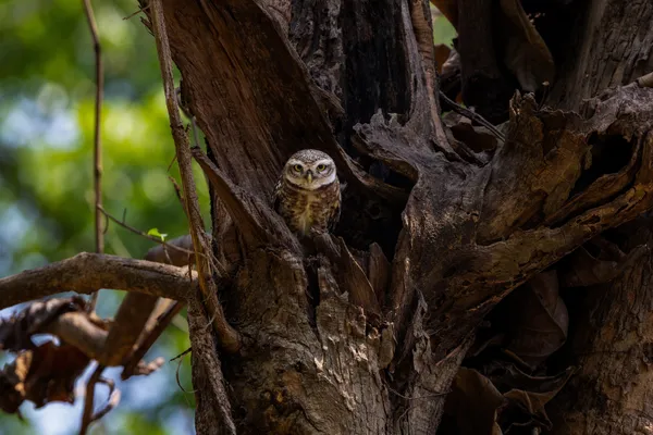The Watchful Sentinel thumbnail