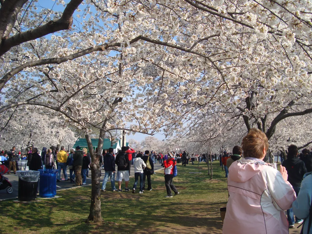 Visitors walk underneath the National Mall's cherry blossom trees, in bloom.