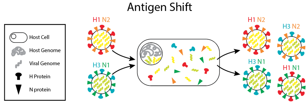 What Scientists Know About Immunity to the Novel Coronavirus