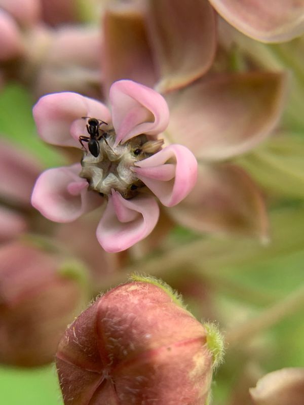 CommonMilkweed with Ant thumbnail