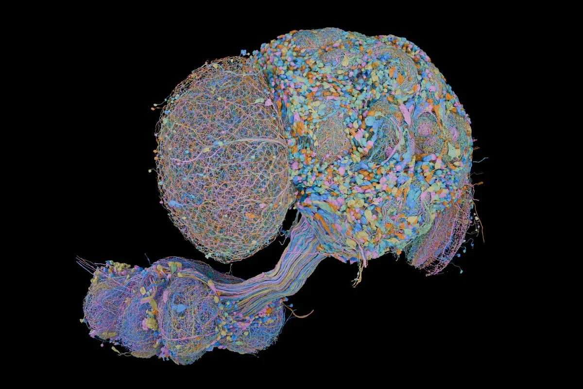 Researchers have mapped an adult male fruit fly’s brain and nerve cord—the equivalent of our spinal cord—in unprecedented detail, charting 166,700 nerve cells i