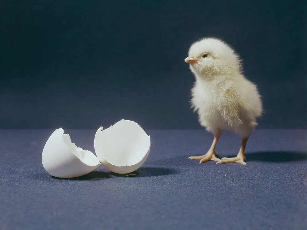 Why New child Chicks Love Objects That Defy Gravity | Science