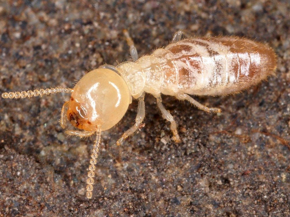 Termite