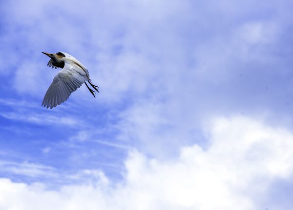 A cattle egret in ascending flight. thumbnail