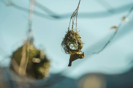 Bird Nest Stock Image.jpg