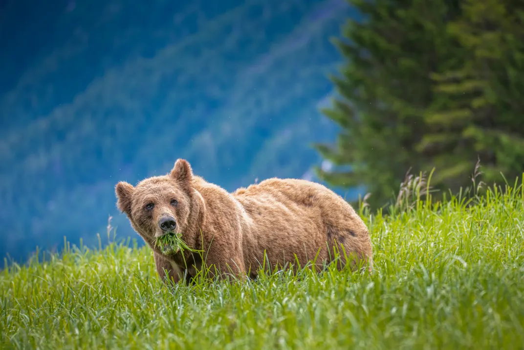 A bear has a mouthful of grass