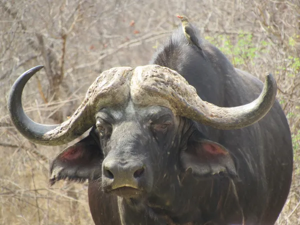 Cape Buffalo Portrait thumbnail