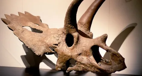 Anchiceratops ornatus, on display at the Royal Tyrrell Museum in Canada