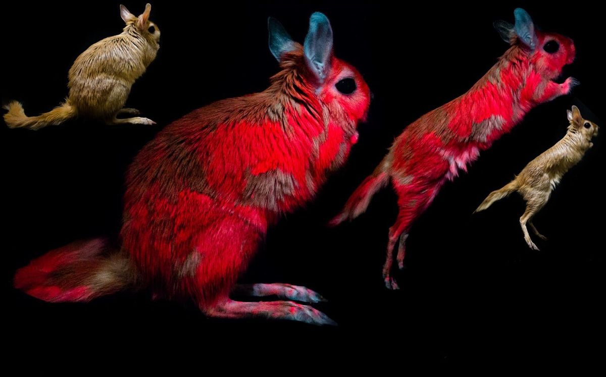 African Springhare Pet