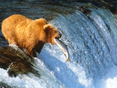 Salmon are believed to have a relationship, direct or indirect, with more than 100 different species. In Alaska, brown bears famously fish for adult salmon as they swim upstream to spawn.