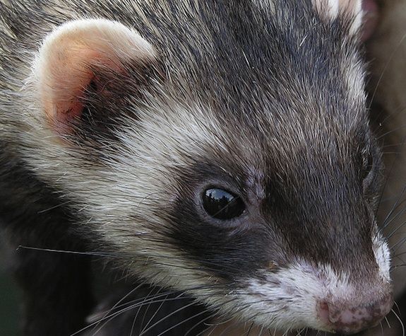 Ferrets react to flu much like humans do.