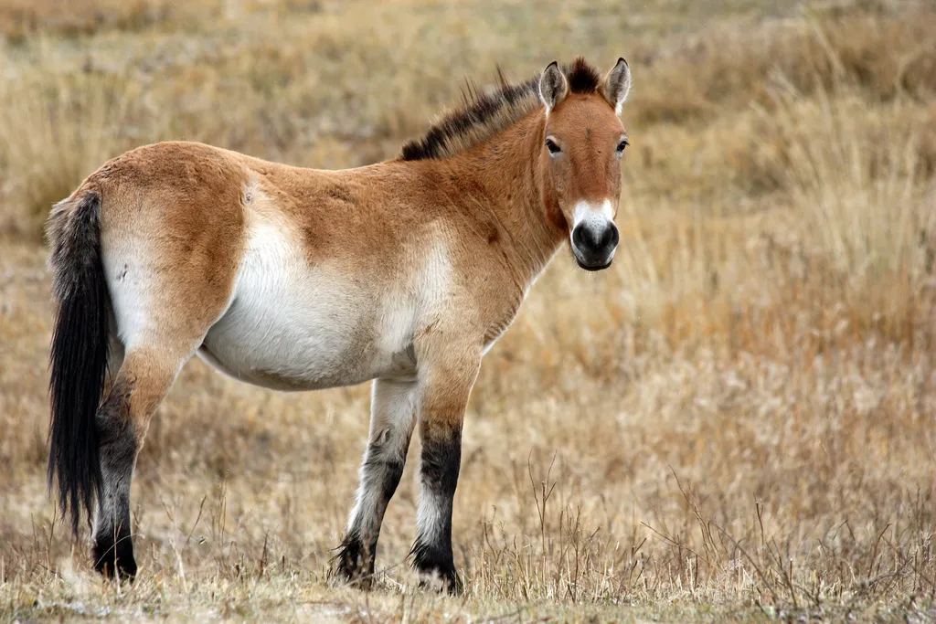 Przewalski’s horse