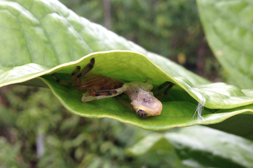 An image showing two leaves bound together like a pocket. Inside, a spider lurks behind into dinner, a small dead frog