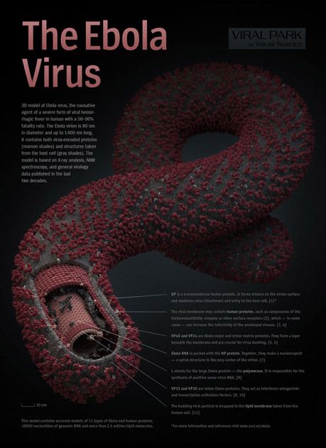 deadly Ebola virus