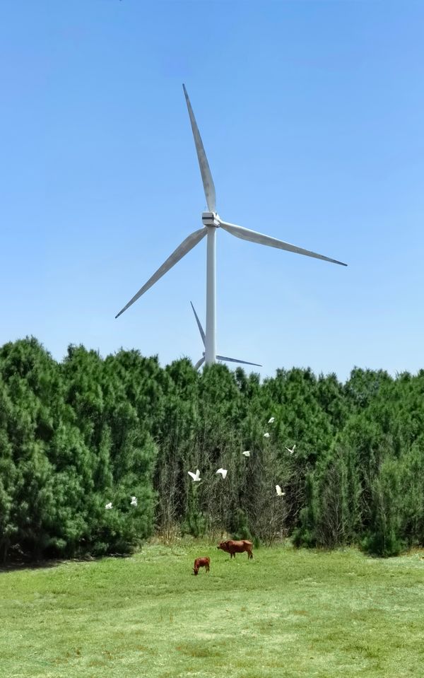 Grazing wind power thumbnail