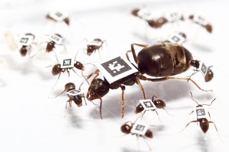 Lasius niger queen and worker ants each got their own individual two-dimensional barcode tags. The tags allowed researchers to track their movement in the colony.