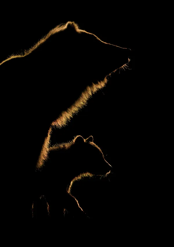 Out of Her Shadow: Backlit brown bear and cub in Alaska thumbnail