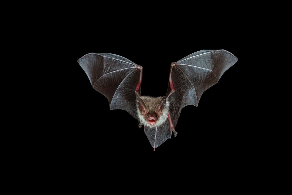 bat.jpg