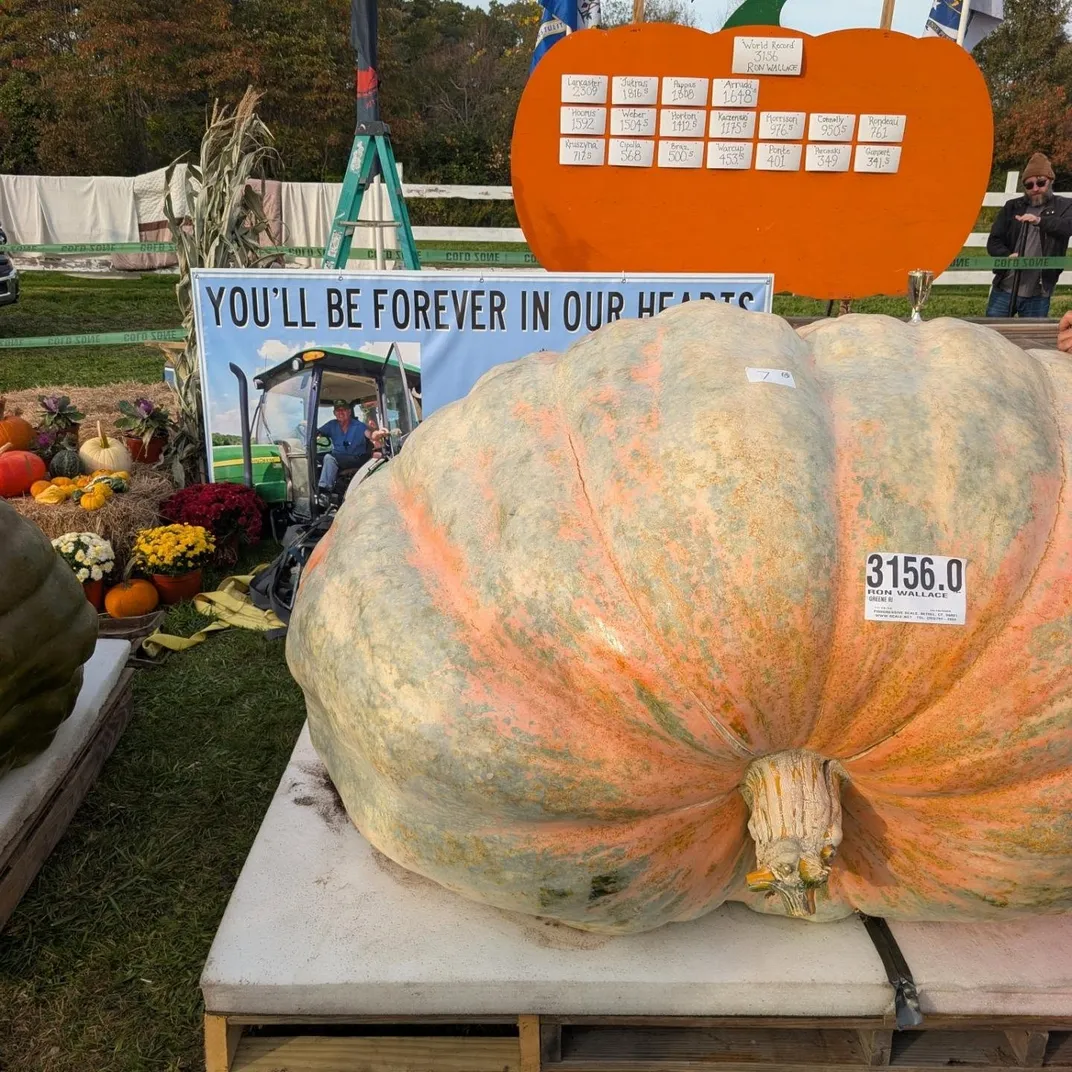 The winning pumpkin