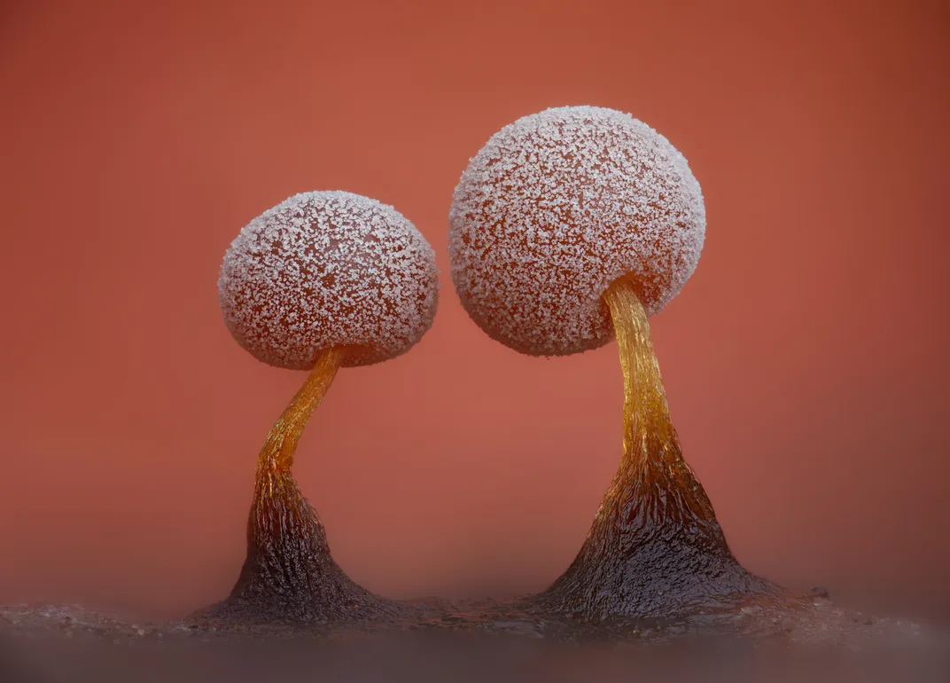 10 slime mold fruiting bodies