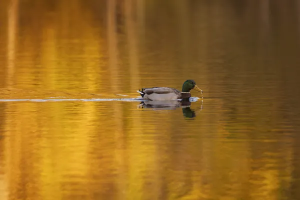 A mallard enjoying the autumn sun thumbnail