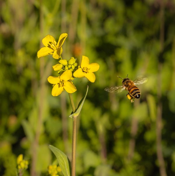 Mustard and Bee - A honey bee gathering pollen from mustard plants. thumbnail