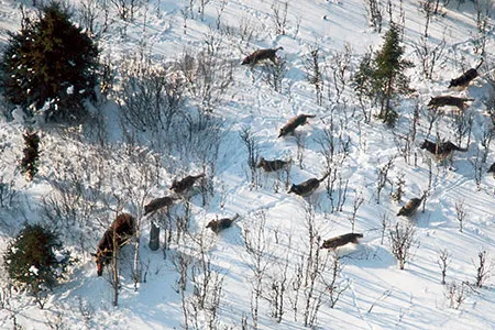Wolves hunting moose on Isle Royale are a dramatic example of what scientists call co-evolution: two species, such as a predator and its prey, adapting to each other’s adaptations.