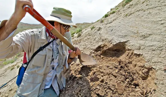 Smithsonian paleobiologist Scott Wing digs for plant fossils in Wyoming. (Tom Nash)