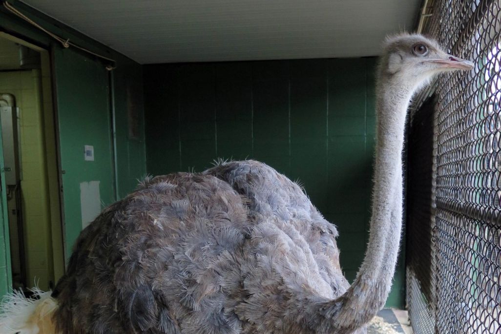 An image of Linda the Ostrich at the National Zoo