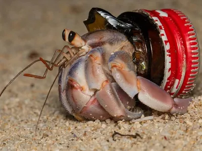 A hermit crab wears the top of a broken bottle as a shell.