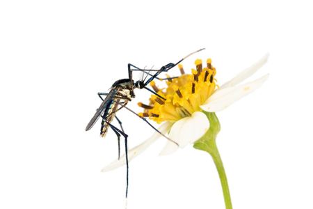 Mosquitoes are more than blood-sucking menaces. They also pollinate flowers, have intricate sex lives and eat other disease-carrying mosquitoes. (Lawrence Reeves)