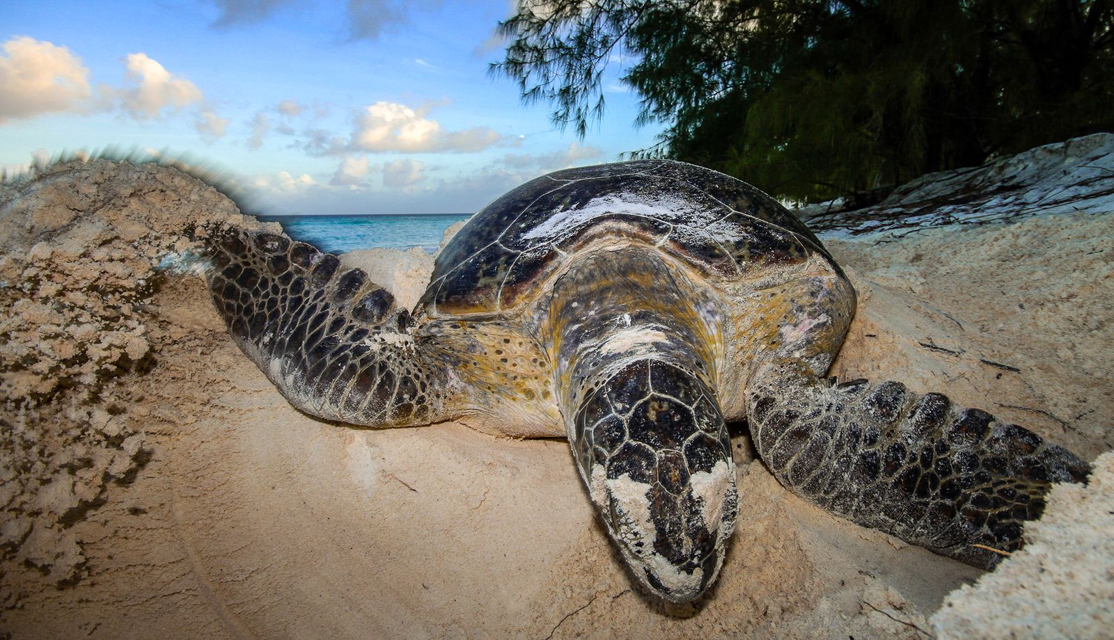 Green Sea Turtles Are Making a Remarkable Comeback on the Remote Aldabra Atoll and Around the World. But Their Recovery Is Far From Complete