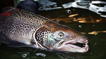 A male Atlantic salmon