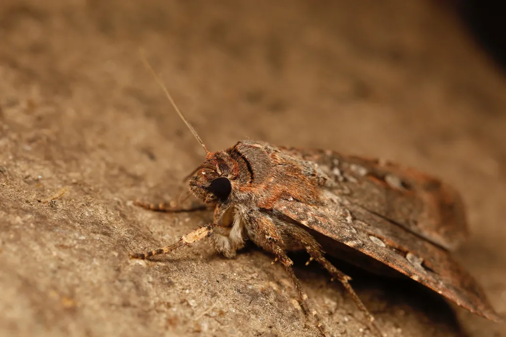 Small brown moth