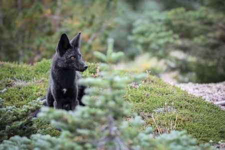 The Cascade red fox (which isn&#39;t always red) does not hibernate. Along with pocket gophers, voles, birds and snowshoe hares, it eats fruits and insects.&nbsp;