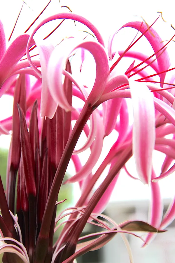 The Pink Crinum thumbnail