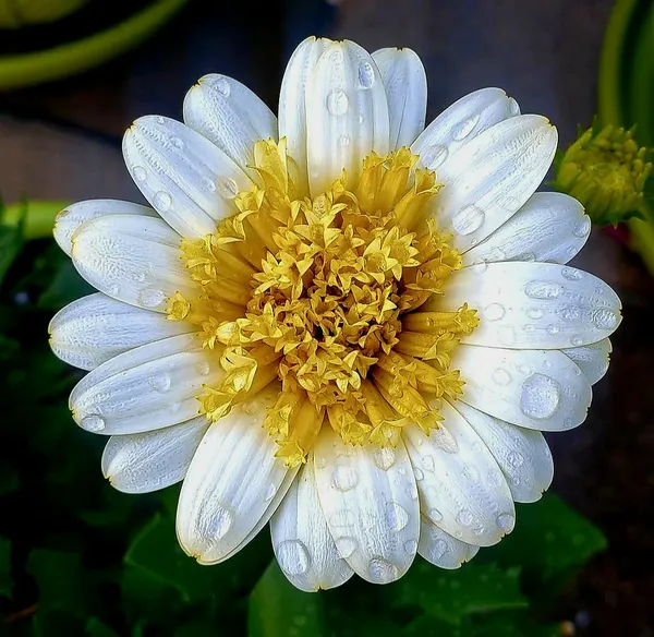 Flower during the rain thumbnail