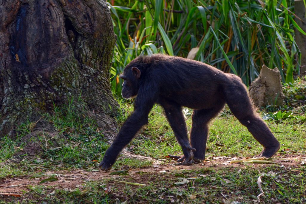 A chimpanzee walking on all fours near a tree