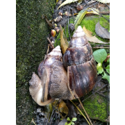 Snails at their intimate moments thumbnail